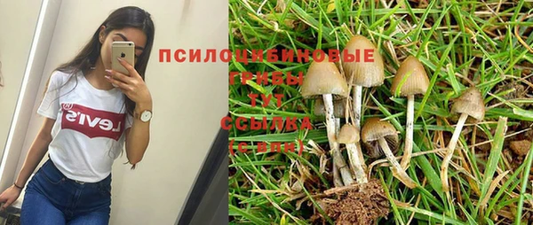 PSILOCYBIN Новодвинск